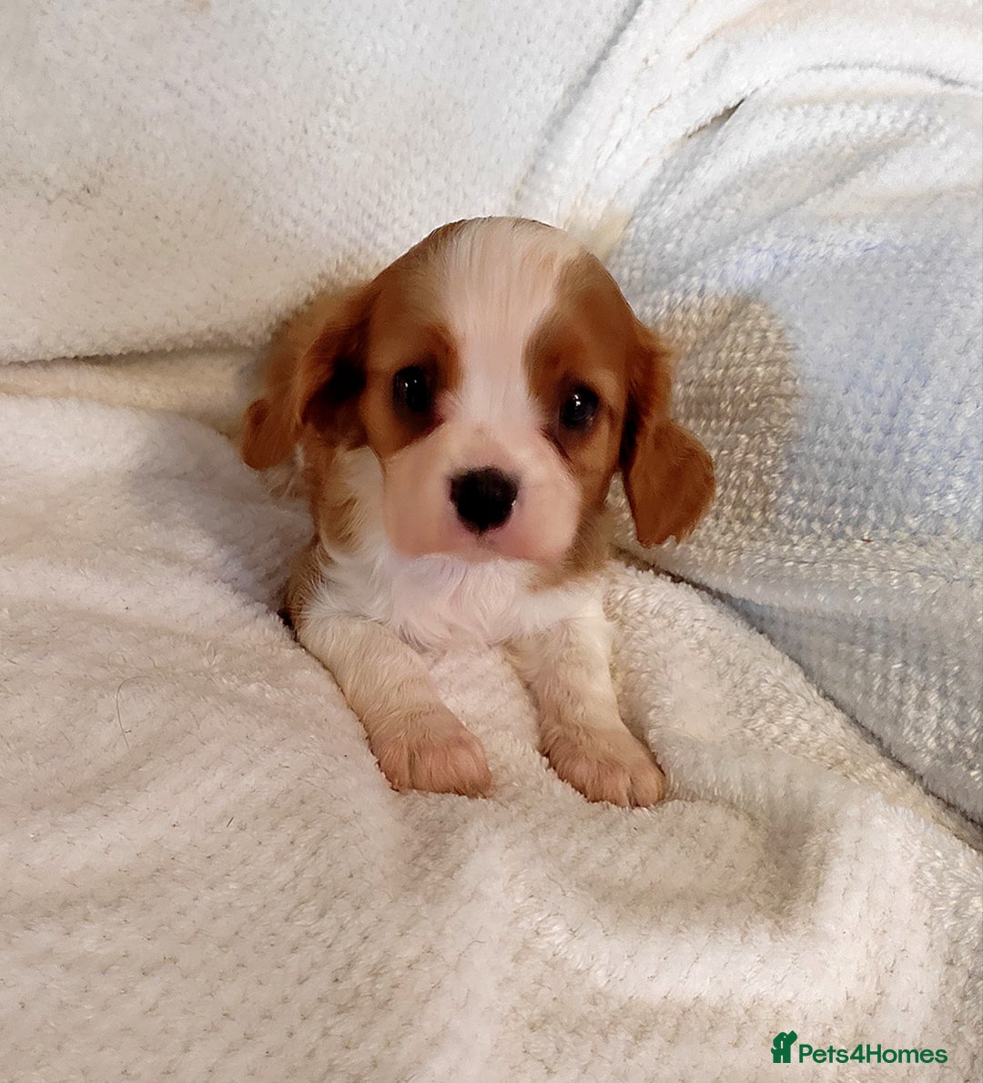Cavalier King Charles Spaniel dogs for sale: Solid ruby and blem cavalier puppies - Advert 3