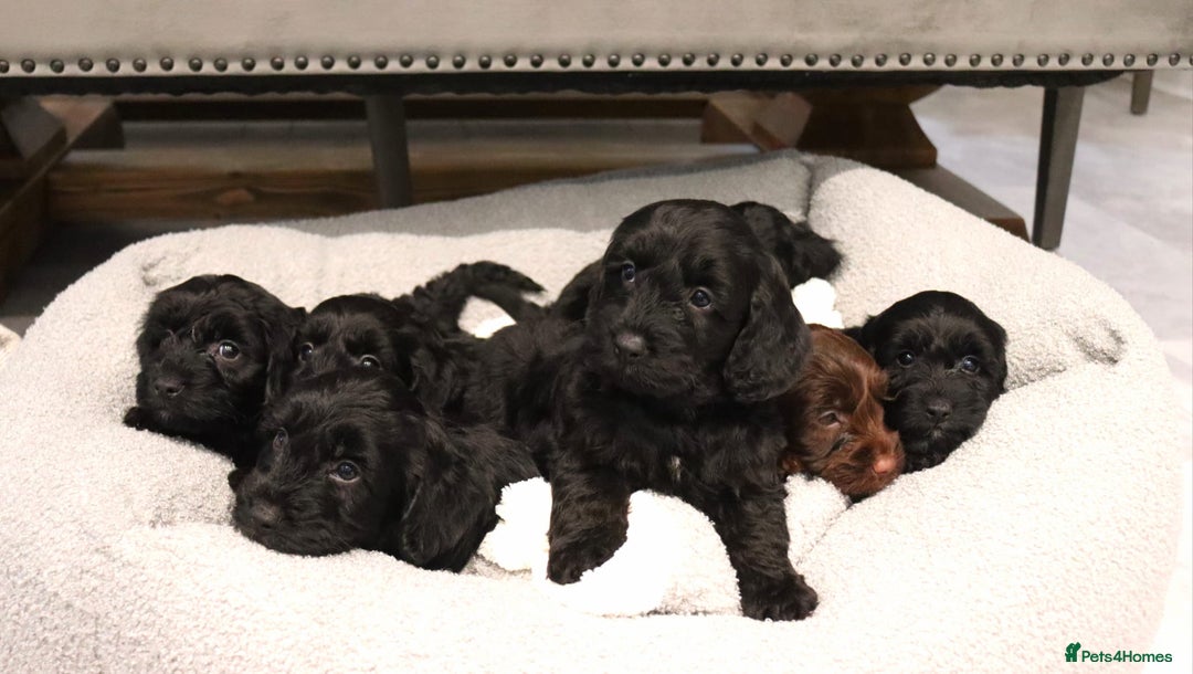Cockapoo dogs for sale: Beautiful Cockapoos looking for their forever home - Advert 17