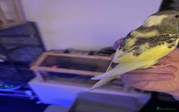 Budgerigars birds for sale: Hand reared baby budgies - Image 4
