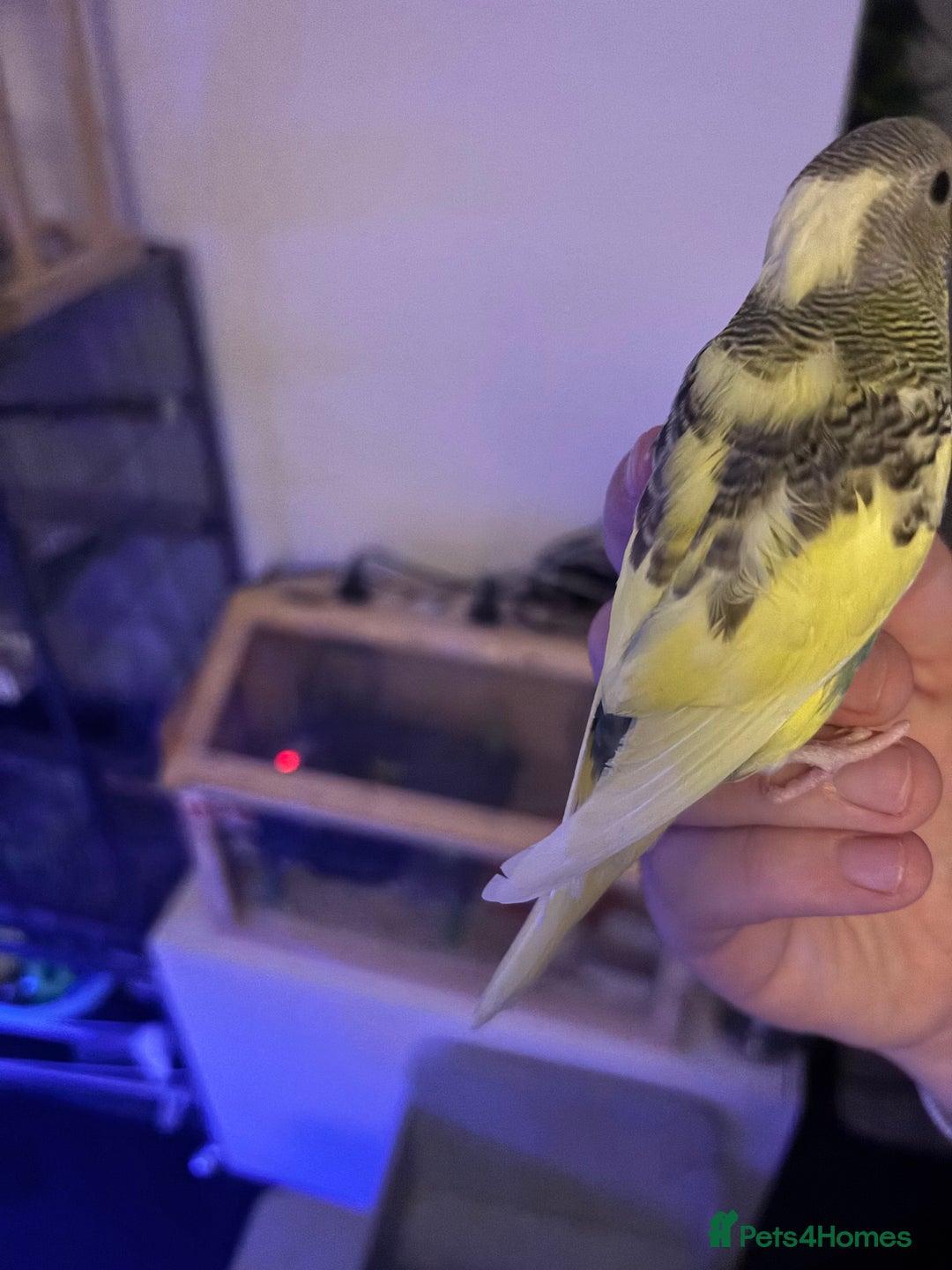 Budgerigars birds for sale: Hand reared baby budgies - Image 4