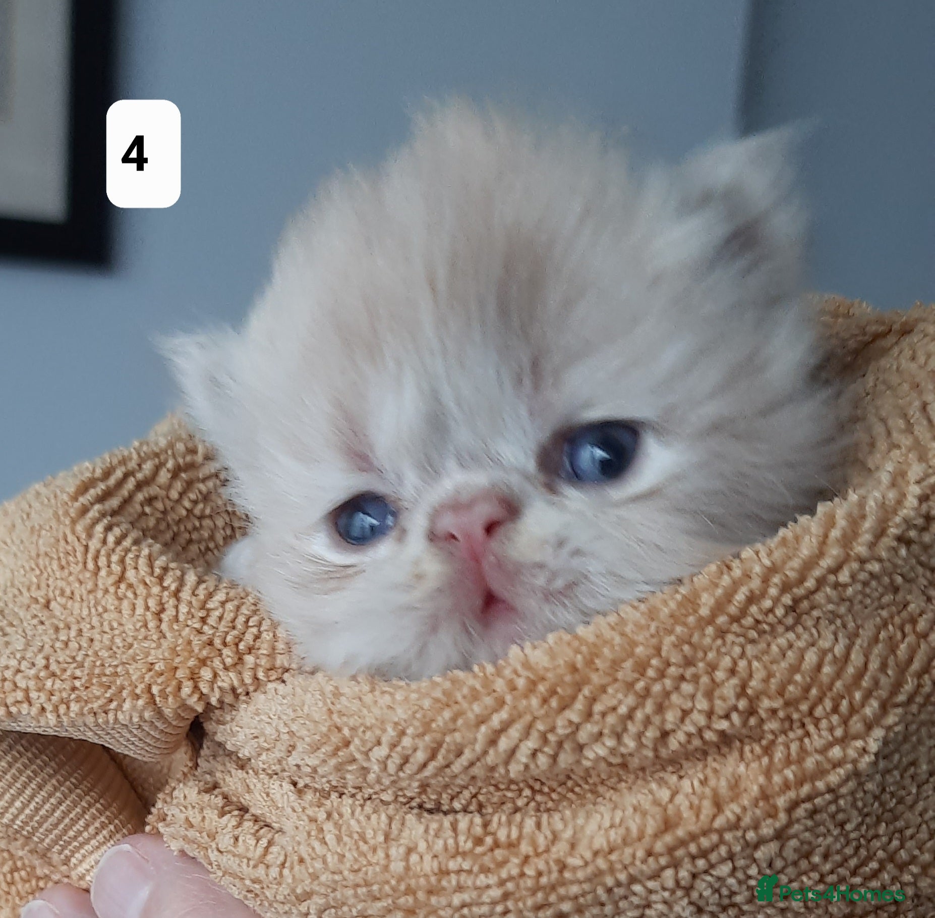 Persian cats Registered Persian kittens  - Advert 1