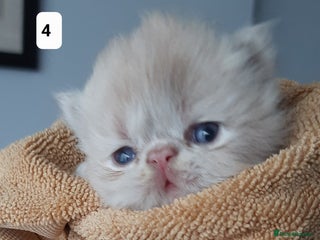 Persian cats Registered Persian kittens - Advert 8