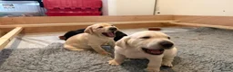 Mixed Breed dogs for sale: Male Pointador X Labrador puppy. - Advert 6