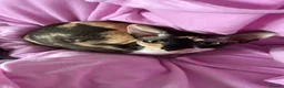Cornish Rex cats for sale: Cornish Rex female cat,Spayed & microchipped - Advert 2