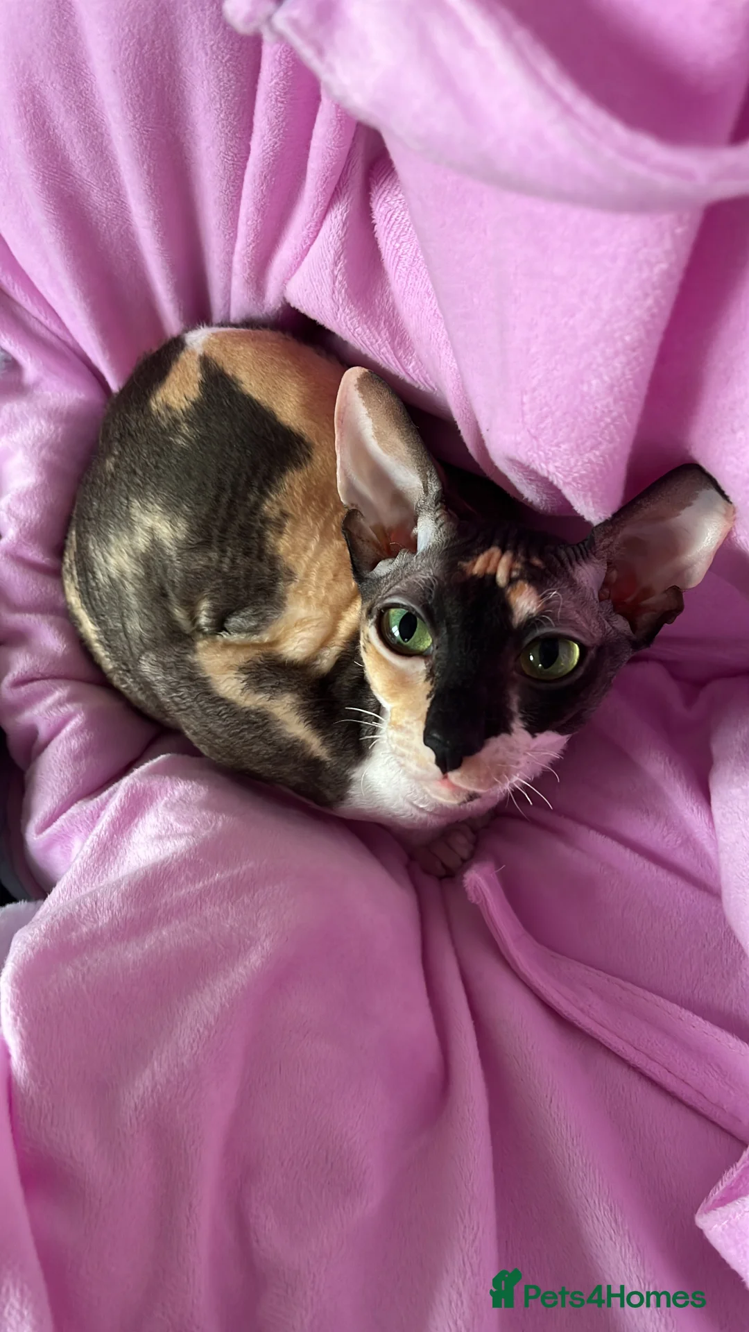 Cornish Rex cats for sale: Cornish Rex female cat,Spayed & microchipped - Advert 2