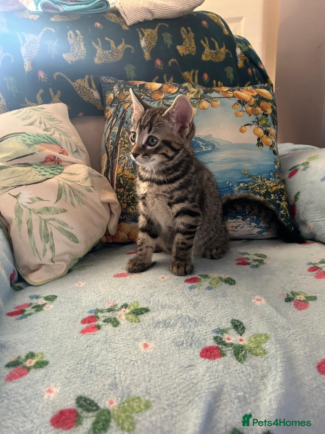 Mixed Breed cats for sale: Female kittens - Image 2