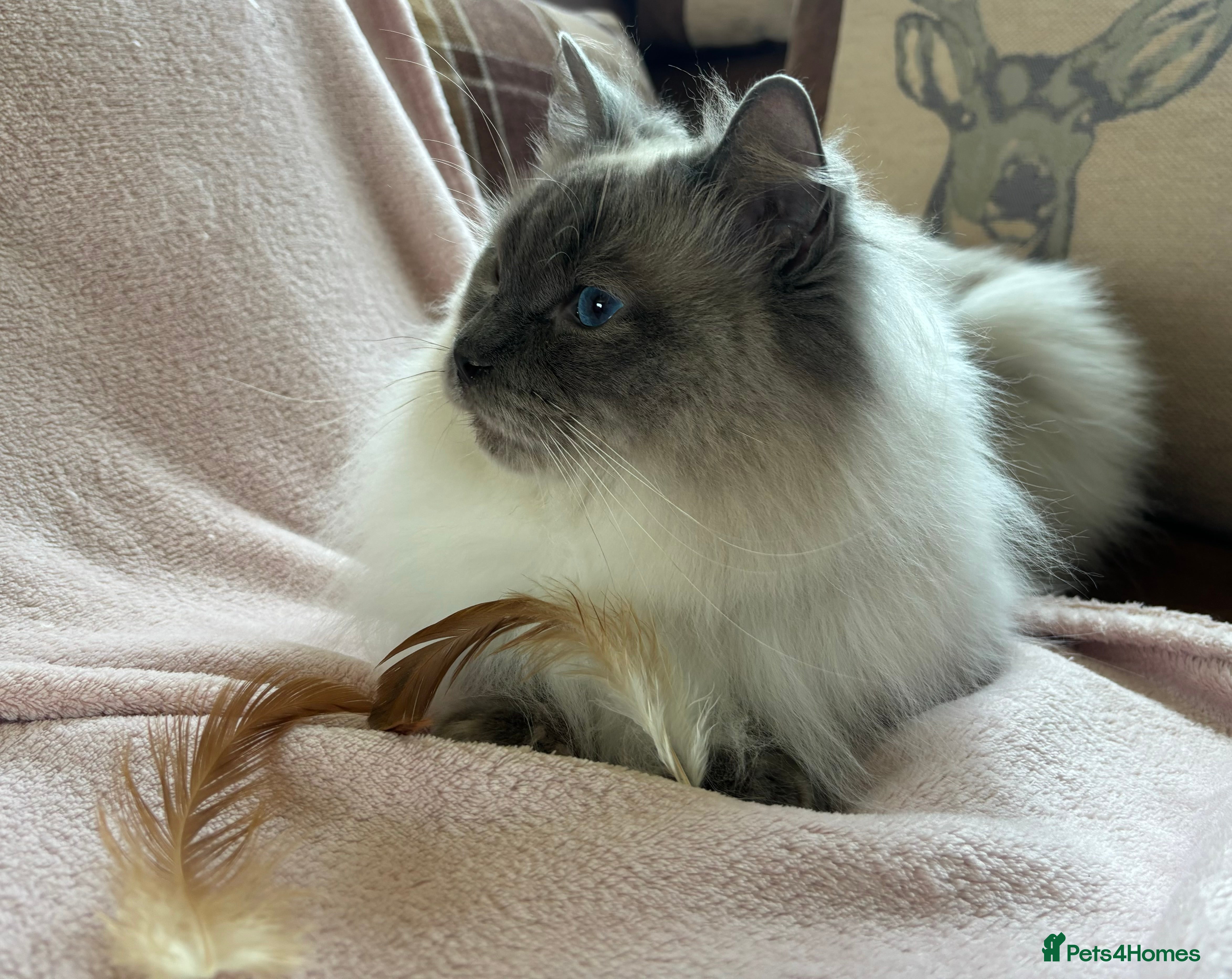 Ragdoll cats 2 1/2 year old GCCF Blue Colourpoint Available  - Advert 1