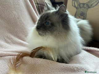 Ragdoll cats 2 1/2 year old GCCF Blue Colourpoint Available - Advert 1