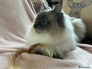 Ragdoll cats 2 1/2 year old GCCF Blue Colourpoint Available - Advert 7