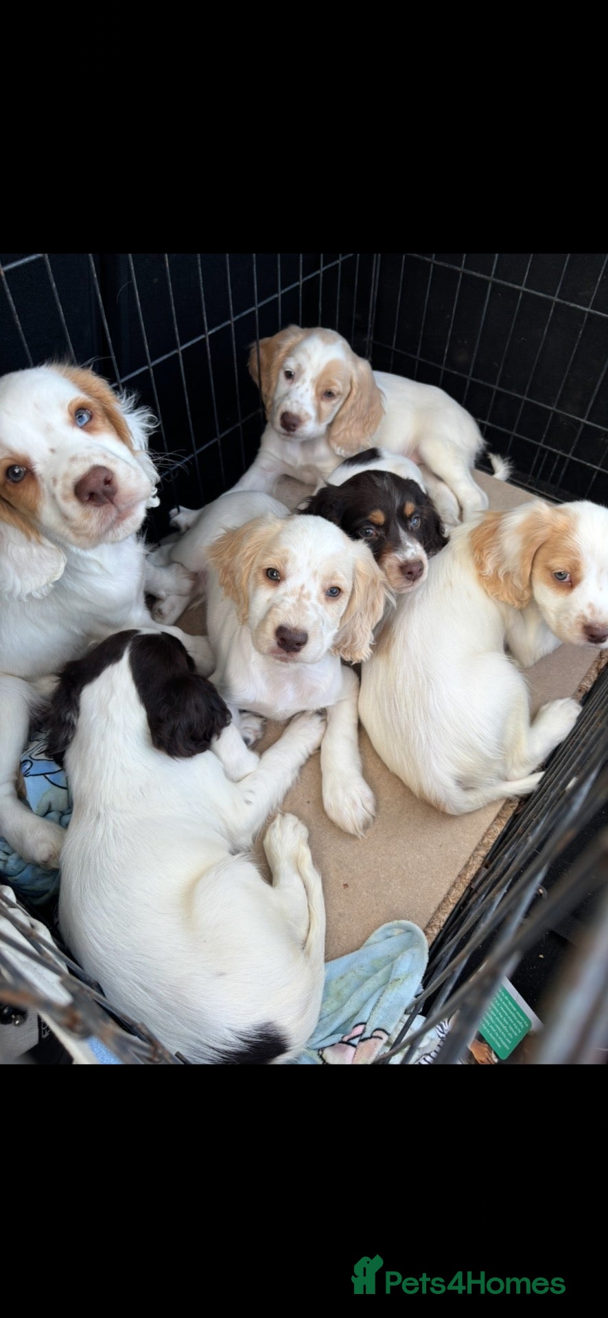 Cocker Spaniel dogs Ready now! 6 GORGEOUS COCKER SPANIEL PUPS - Advert 4