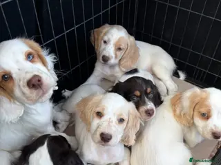 Cocker Spaniel dogs Ready now! 6 GORGEOUS COCKER SPANIEL PUPS - Advert 4