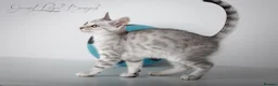 Bengal cats for sale: Rare Silver Bengal Kittens – Boy & Girl Available - Advert 20
