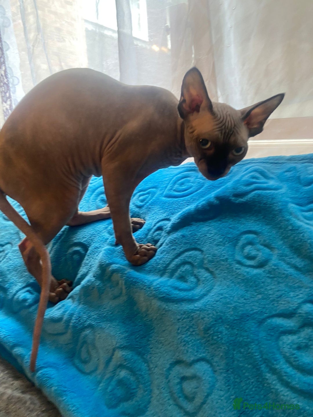 Sphynx cats for sale: Sphinx kitten ready now - Image 12