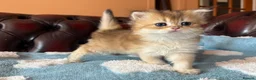 British Shorthair cats for sale: Lovely golden BSH & BLH kittens - Advert 29