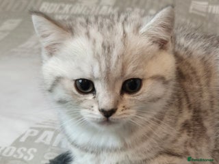 British Shorthair cats - Advert 34