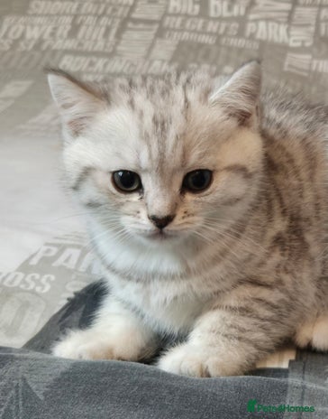 British Shorthair cats - Advert 15