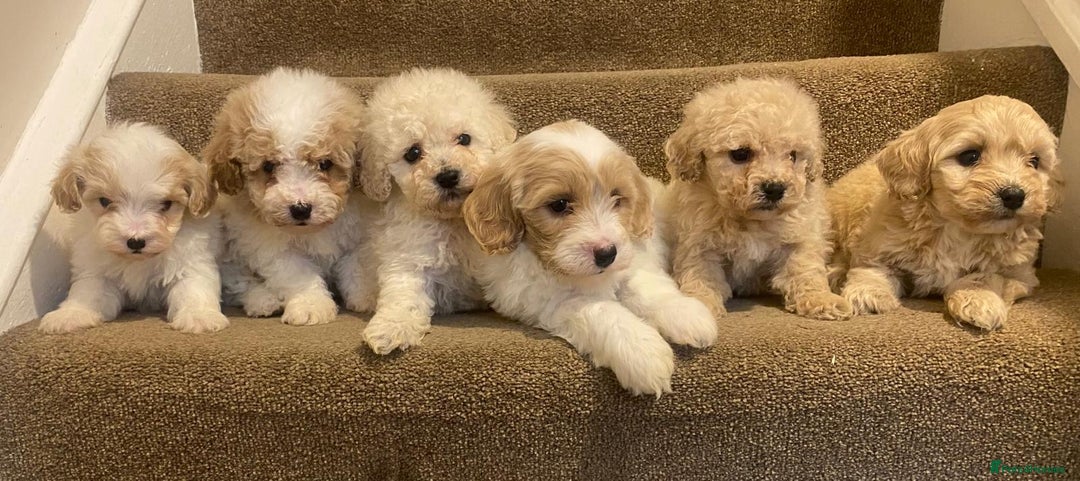 Cavapoo dogs for sale: F2 cavapoo puppys - Advert 15