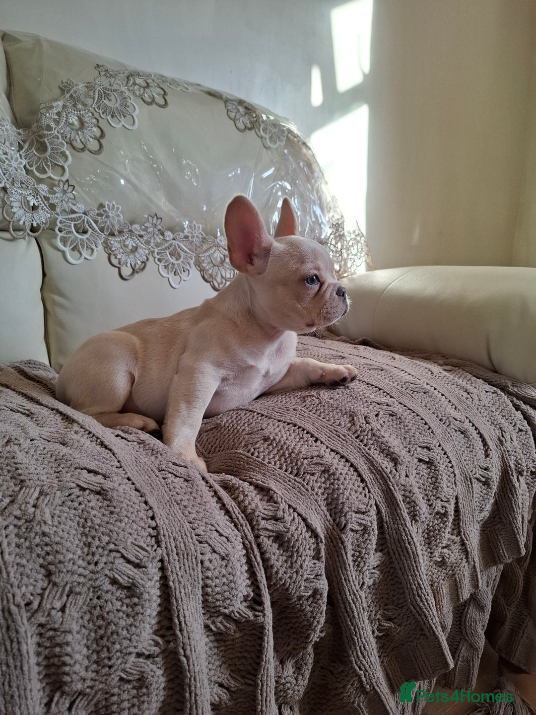 French Bulldog dogs for sale: French bulldog price is negotiable  - Advert 9