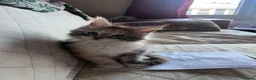 Maine Coon cats for sale: Last available kitten  - Advert 12