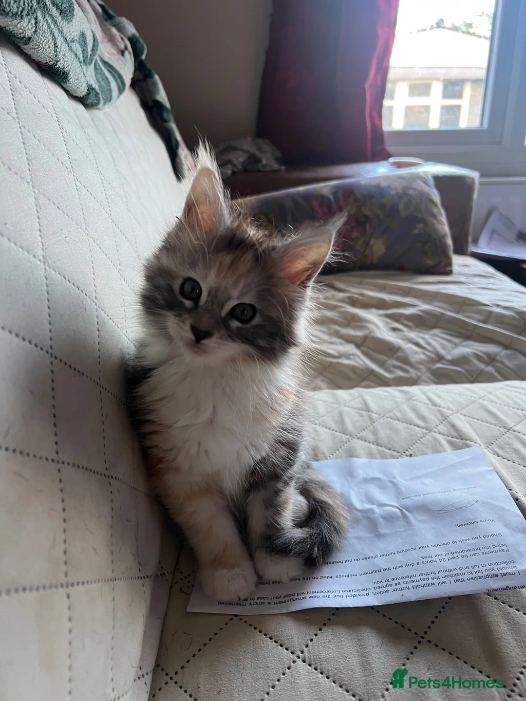 Maine Coon cats for sale: Last available kitten  - Advert 12