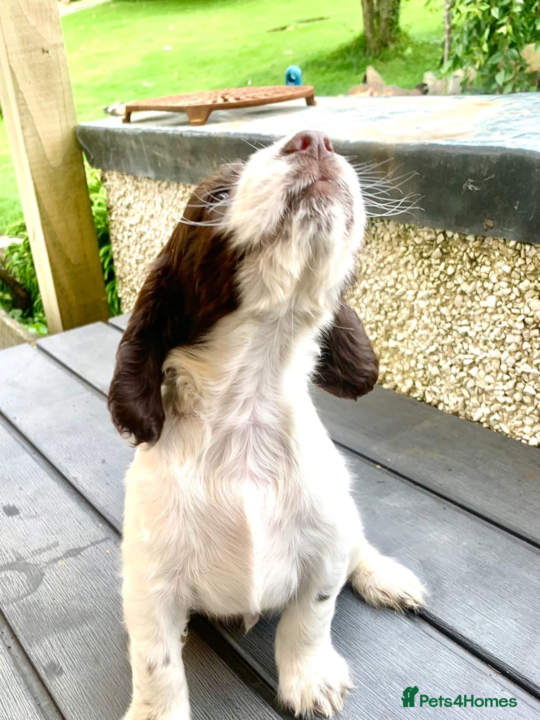 Cocker Spaniel dogs for sale: Working Cocker Spaniels. - Image 2