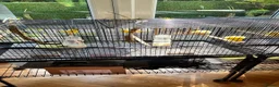Canaries birds for sale: Fife Canaries in Chester-le-Street - Advert 19