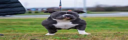 American Bully dogs for sale: Extreme ABKC pocket bullies, strong bloodlines! - Advert 3
