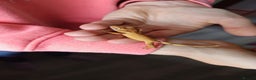 Gecko reptiles for sale: Multiple baby crested geckos for sale - Advert 8