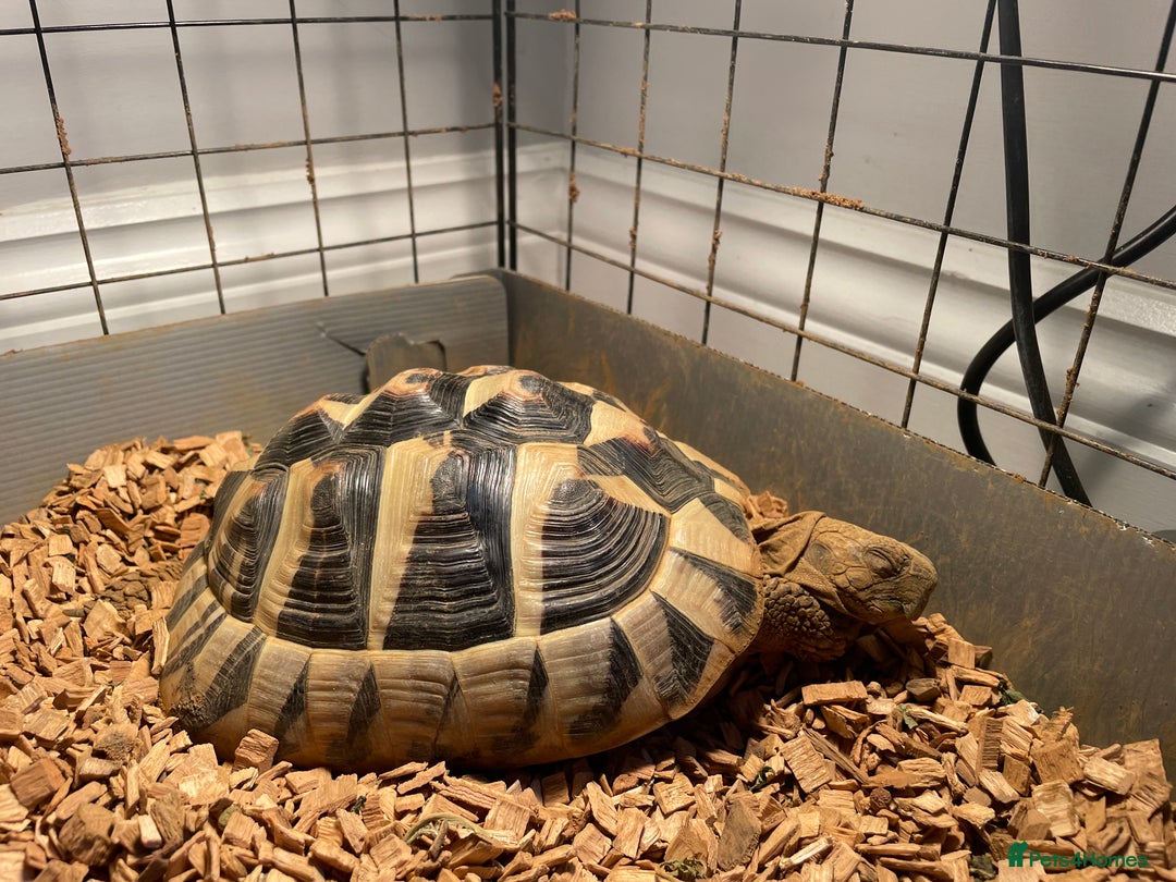 Hermann Tortoise reptiles for sale: Herman Tortoise - Advert 3
