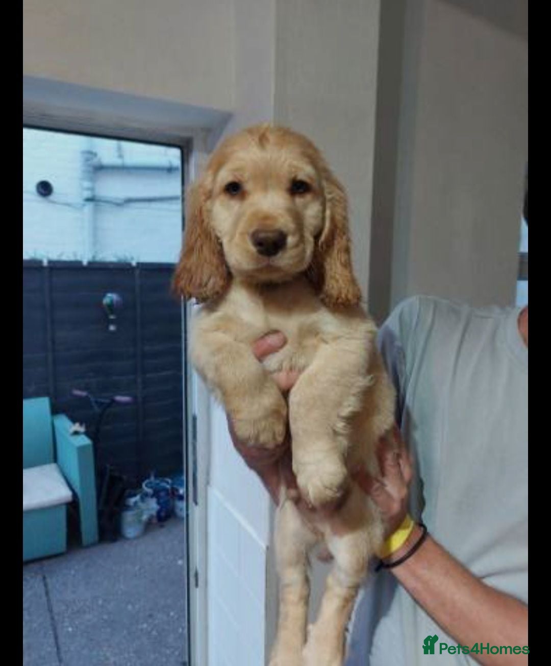 Sprocker dogs Stunning sprocker pups - Hull - Ready now!! - Advert 2