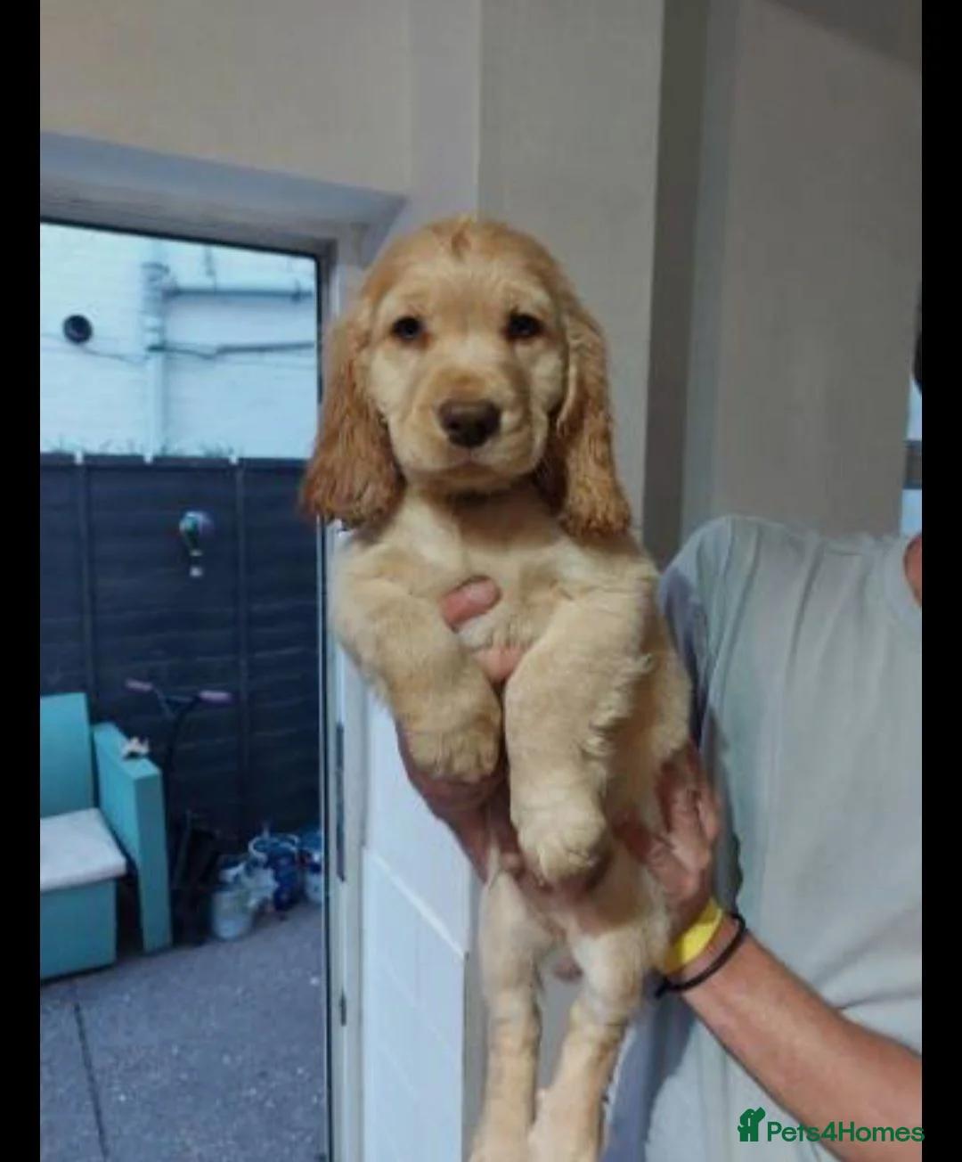 Sprocker dogs for sale: Stunning sprocker pups - Hull - Ready now!! - Advert 1