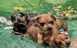 Mixed Breed dogs for sale: Dapple Dachshund mixed breed pups  - Image 3