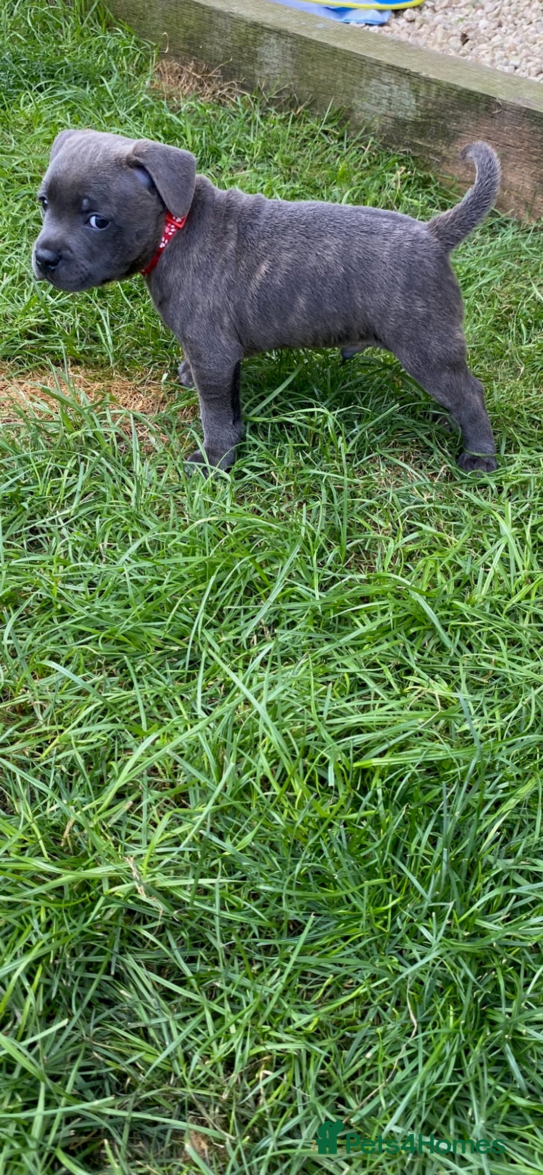 Staffordshire Bull Terrier dogs for sale: KC registered Blue Staffordshire bull terrier’s  in Colchester - Image 11