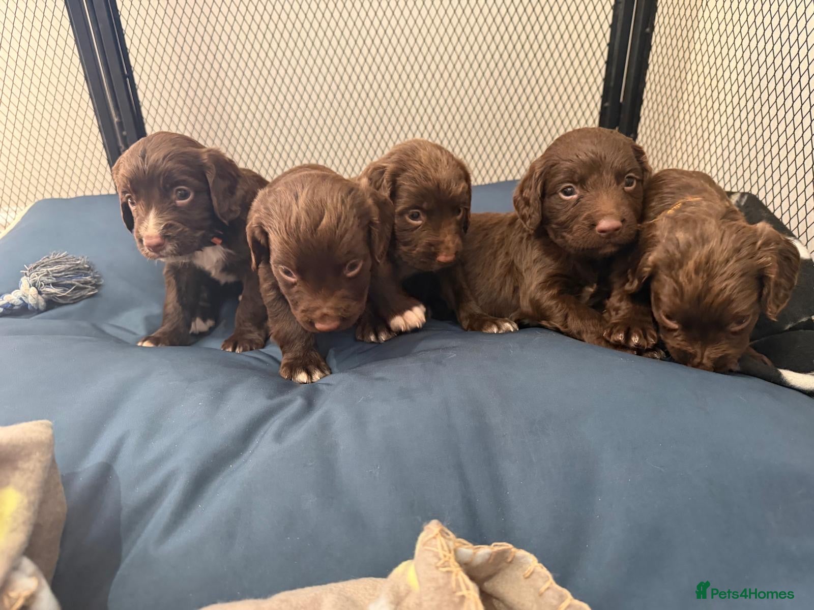 Sprocker dogs 6 beautiful F1 sprocker spaniels puppys - Advert 1
