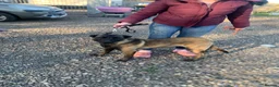 Belgian Shepherd Dog dogs for sale: Belgain malinois - Advert 1