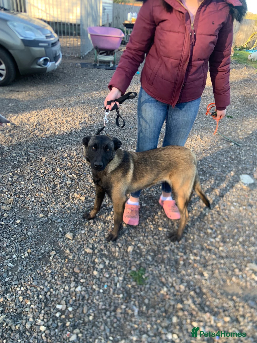 Belgian Shepherd Dog dogs for sale: Belgain malinois - Advert 1