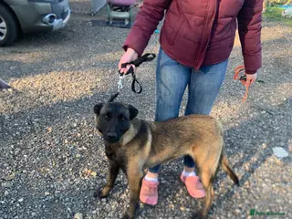 Belgian Shepherd Dog dogs Belgain malinois - Advert 11