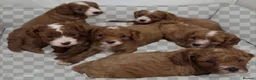 Cavapoo dogs for sale: Toy F1 Cavapoo Puppies Fully Dna Clear. - Advert 2