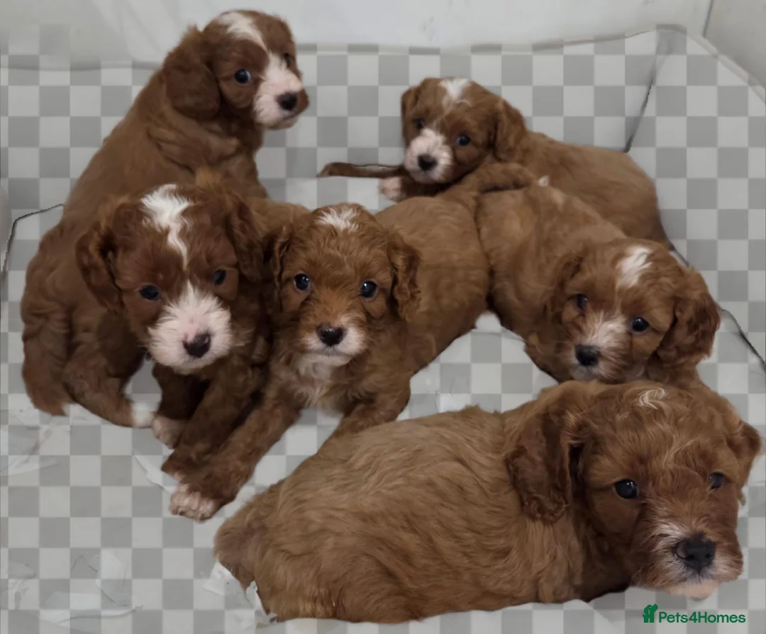 Cavapoo dogs for sale: Toy F1 Cavapoo Puppies Fully Dna Clear. - Advert 2