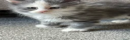 Maine Coon cats for sale: Maine Coon Kittens - Advert 7