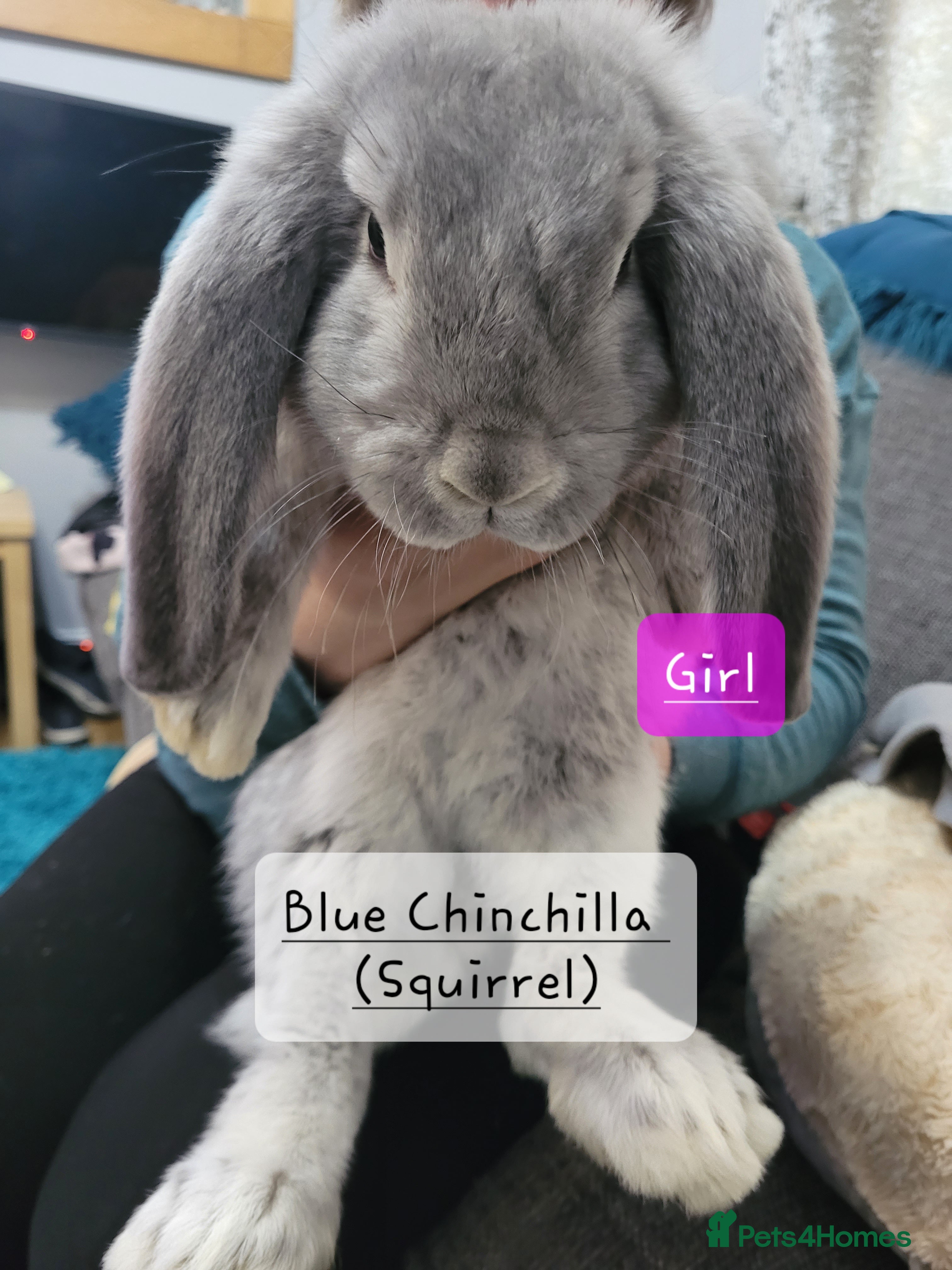 French Lop rabbits Pure Bred French Lop babies - Advert 5