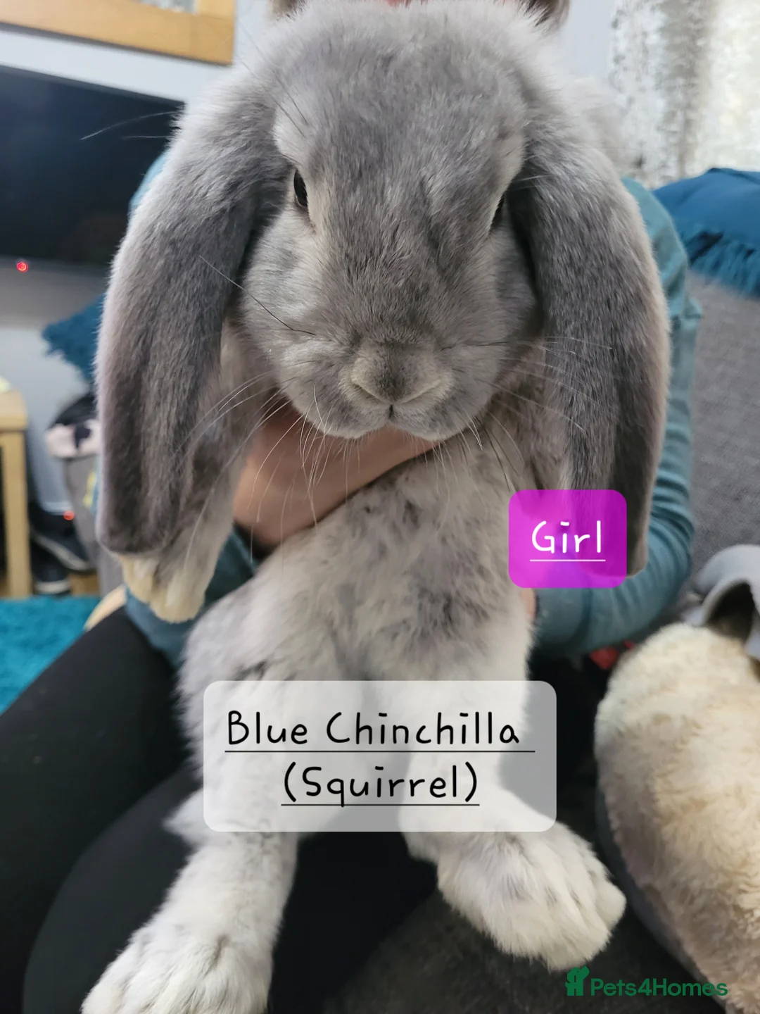 French Lop rabbits for sale: Pure Bred French Lop babies - Advert 1