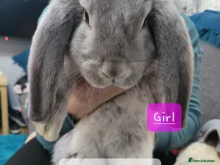 French Lop rabbits Pure Bred French Lop babies - Advert 5