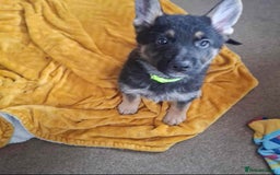 German Shepherd dogs for sale: BEAUTIFUL GERMAN SHEPHERD PUPS READY NOW - Image 7