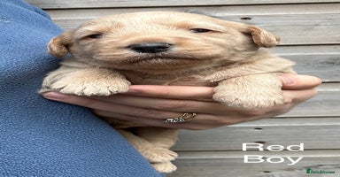 Labradoodle dogs - Advert 6