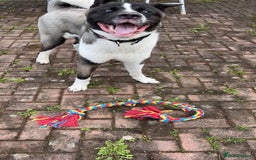 Huskita dogs for sale: 2 year old huskita - Image 16