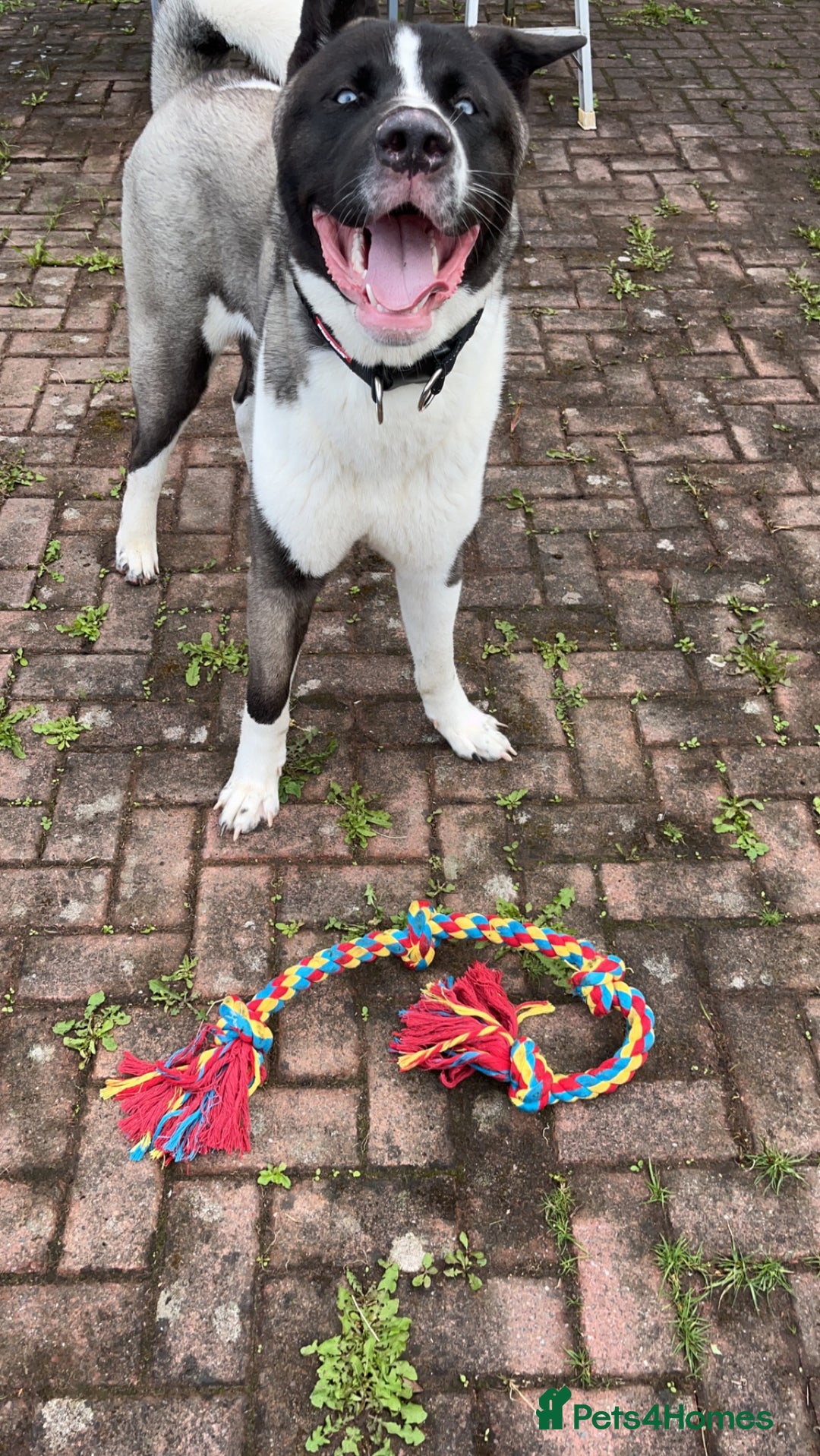 Huskita dogs for sale: 2 year old huskita - Image 16