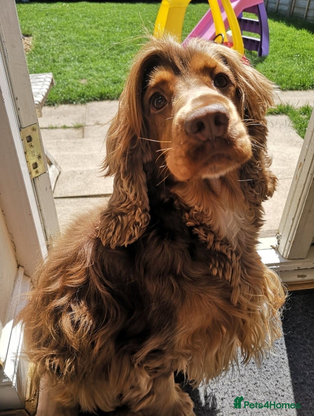 Cocker Spaniel dogs for stud: KC Choc Sable Cocker Spaniel  in Buckingham - Advert 6