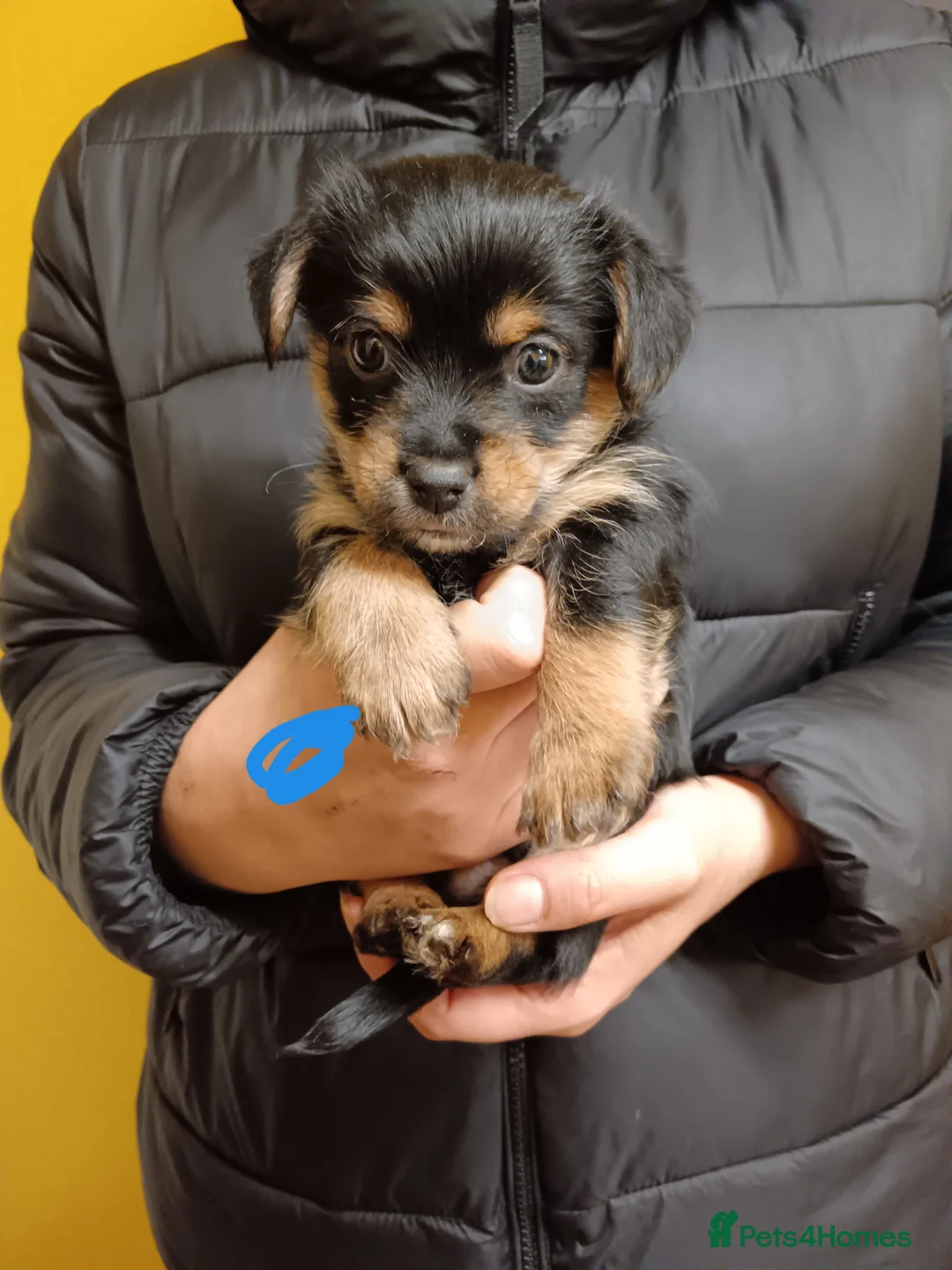 Mixed Breed dogs for sale: Yorkshire terrier cross Jack Russel  - Advert 22