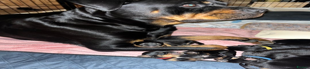 Rottweiler Puppy 4